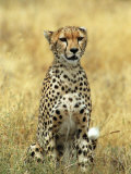 Cheetah, Ngorongoro Crater, Africa