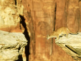Buy Mountain Lion, Leaping Between Cliffs, USA at AllPosters.com