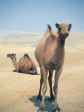Buy Two Camels at AllPosters.com