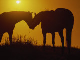 Silhouette of Horses at Sunset