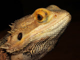 Bearded Dragon