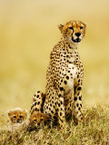 Cheetah, with Cubs, Tanzania