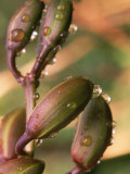Orchid with Dew, San Francisco, CA