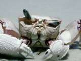 Crab, Shows Independent Eye Movement