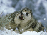Buy Grey Wolf, 2 Mouthing in Winter, Montana at AllPosters.com