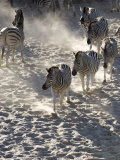 Burchells Zebra, Group Walking, Botswana