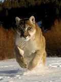 Mountain Lion, Winter, USA