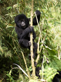 Buy Mountain Gorilla, Baby Gorilla Climbing, Volcanoes National Park, Rwanda at AllPosters.com