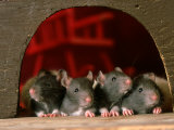 Buy Rats at Entrance to Home at AllPosters.com