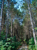 Trail in the Woods, Cape Cod, MA