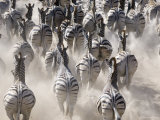 Buy Burchells Zebra, Group Running in Dust, Botswana at AllPosters.com