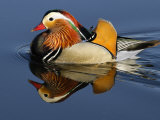 Mandarin Duck Swimming