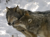 Gray Wolf, Two Captive Adults Kissing, Montana, USA