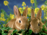 Buy Mini-Rex Rabbits, Young at AllPosters.com