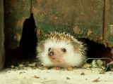 Buy Four-Toed Hedgehog, England, UK at AllPosters.com