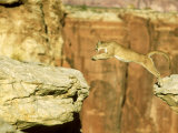 Buy Mountain Lion, Leaping Between Cliffs, USA at AllPosters.com