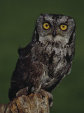 Buy Screech Owl at AllPosters.com