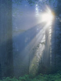 Buy Sunlight Coming Through Redwoods, CA at AllPosters.com