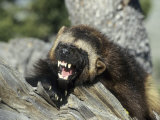 Buy Wolverine, Snarling in the Foothills of the Rocky Mountains, USA at AllPosters.com
