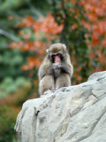 Buy NYC, Central Park Zoo at AllPosters.com