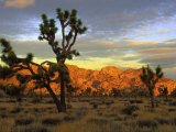 Joshua Trees, Granite Bolder, Sunrise, CA