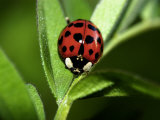 Nine Spotted Lady Bug Beetle