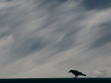 Crow Perching Against Stormy Sky