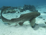 Buy Leopard Shark, Male Swimming Over Ocean Floor, New Caledonia at AllPosters.com