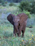African Baby Elephant, Luxodonta Africana, Tanzania