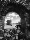 Cows, Ballybeg Abbey, Ireland