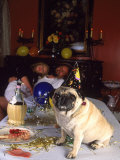 Pug Dog After New Year's Eve Party