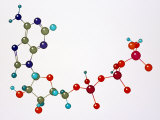 Buy Adenosine Triphosphate at AllPosters.com