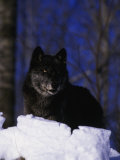 Gray Wolf, Canis Lupus