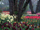 Buy Tulips in Display Garden, Mt. Vernon, Laconner, WA at AllPosters.com