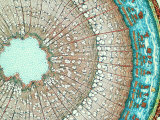 Buy X-Section of Young Paw Paw Stem, a Monocot at AllPosters.com