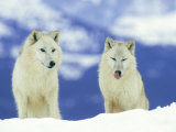 Buy White Wolf, Pair in Winter, Montana at AllPosters.com