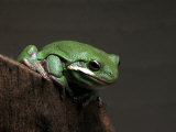 Buy Green Tree Frog, Hyla Cinerea at AllPosters.com