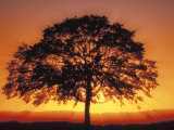 Big Tree at Sunset