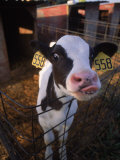Cow with Tongue Sticking Out, Arizona