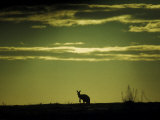 Silhouette of a Kangaroo at Sunset, Australia