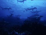 Scalloped Hammerhead Shark, Group, Galapagos