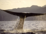 Buy Blue Whale, Fluking, Sea of Cortez at AllPosters.com