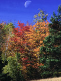 Buy Autumn Trees with Moon, Vermont at AllPosters.com