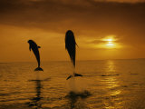 Bottlenose Dolphins, Tursiops Truncatus