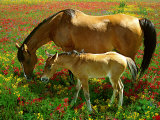 Horse and Foal Grazing