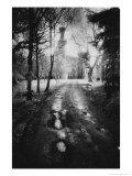 Charleville Forest, County Offaly, Ireland