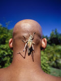 Grasshopper on Bald Man's Head