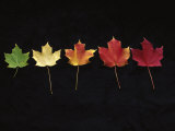 Buy Norway Maple Leaves, Fall Color Change at AllPosters.com