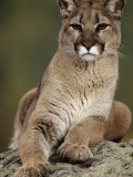 Mountain Lion or Cougar, USA