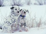 Buy Dalmation Puppy Pair in Winter at AllPosters.com